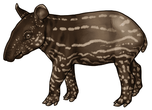 Scam Citizen tapir